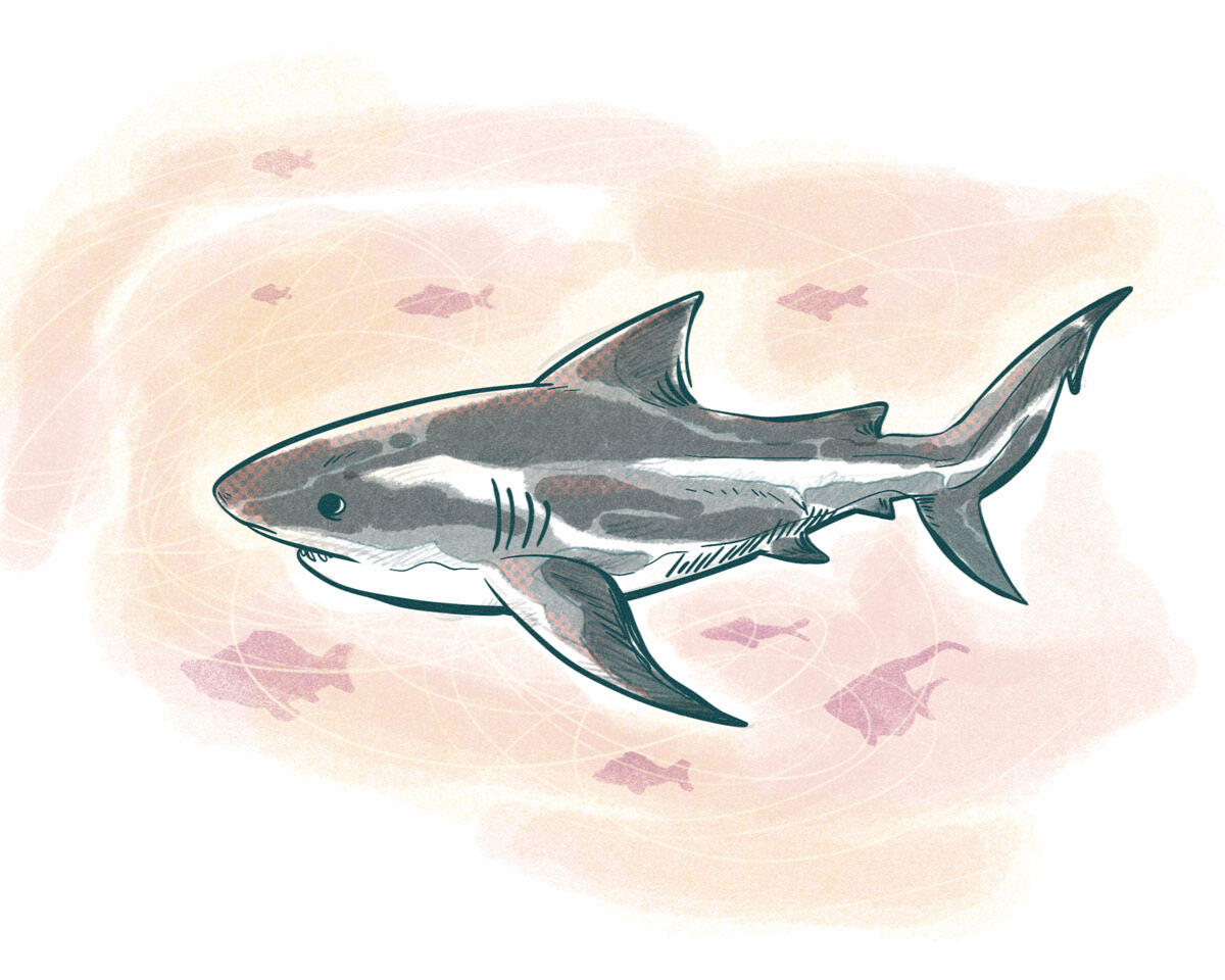 bullshark sketch